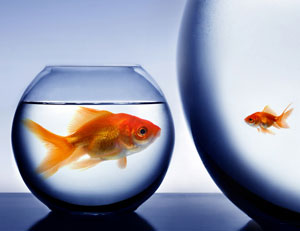 Income Inequality fish bowl photo