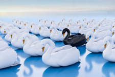 A black swan in a groupf of white swans