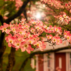 flowering pink dogwood tree in front of a home with a red door. 
